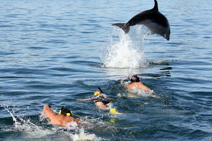 Dolphin Island Boat Trip