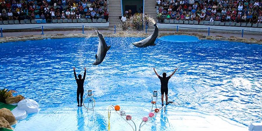 Dolphin Show in Antalya