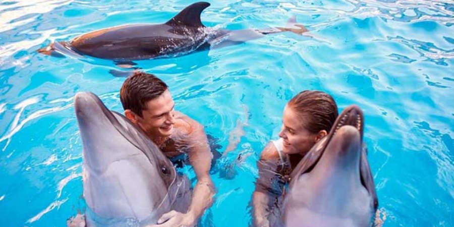 Swimming with Dolphins in Antalya