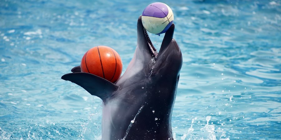 Dolphin Show Tour from Alanya